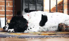 dog