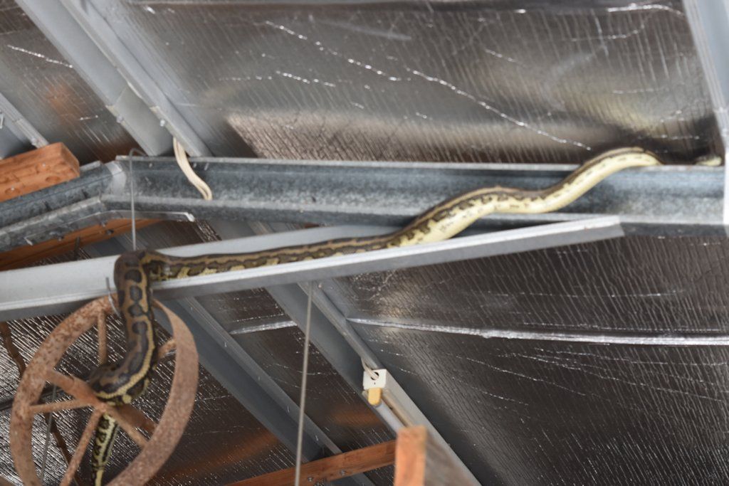 Take a look at our letters page to find out the story of this unwanted workshop visitor!