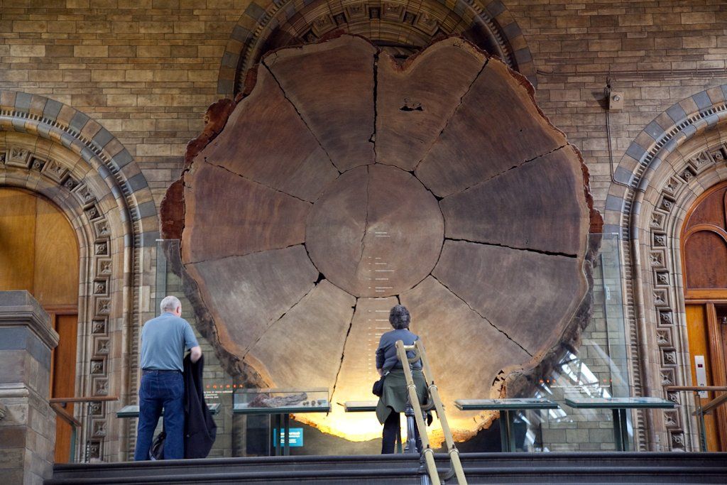 The segment of a giant sequoia, which is displayed at the Natural History Museum, London