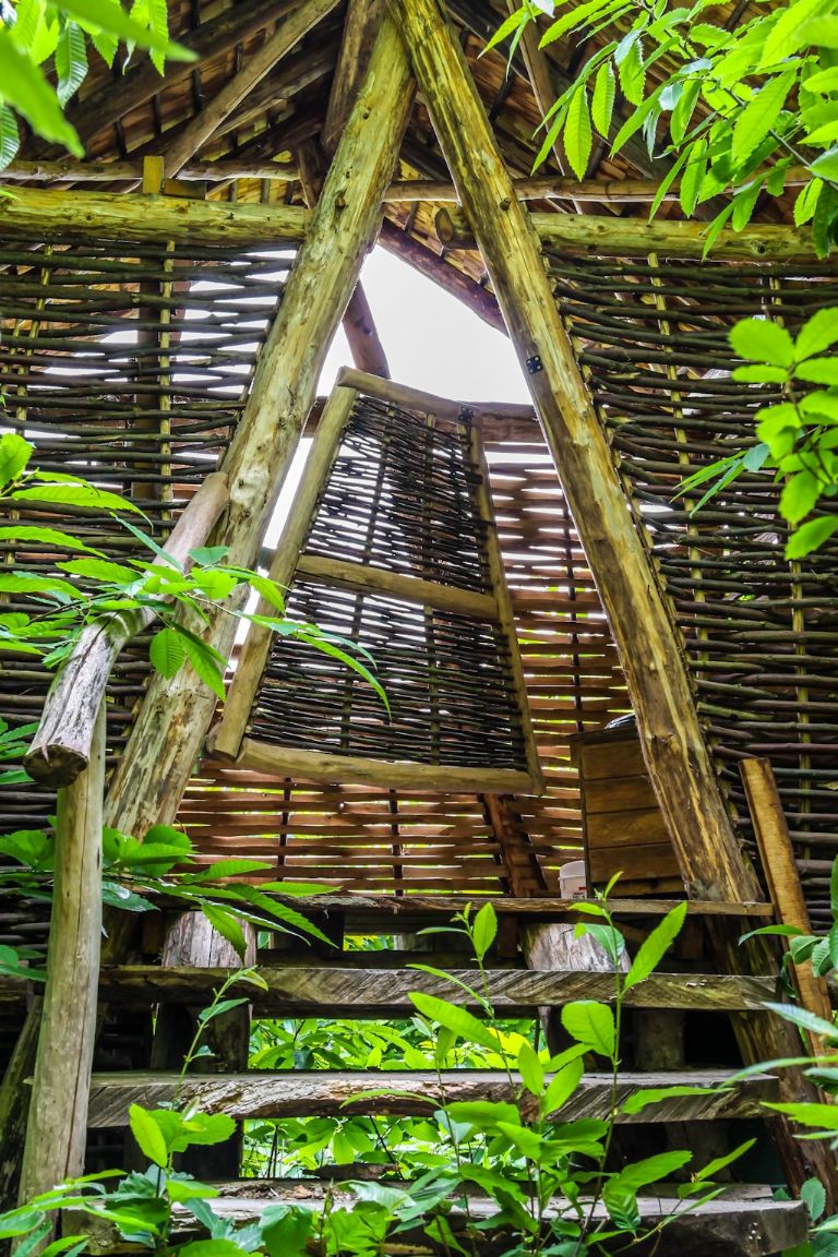Within 15 to 20 years of planting western red cedar can be used in buildings, and can be coppiced on a four-year cycle